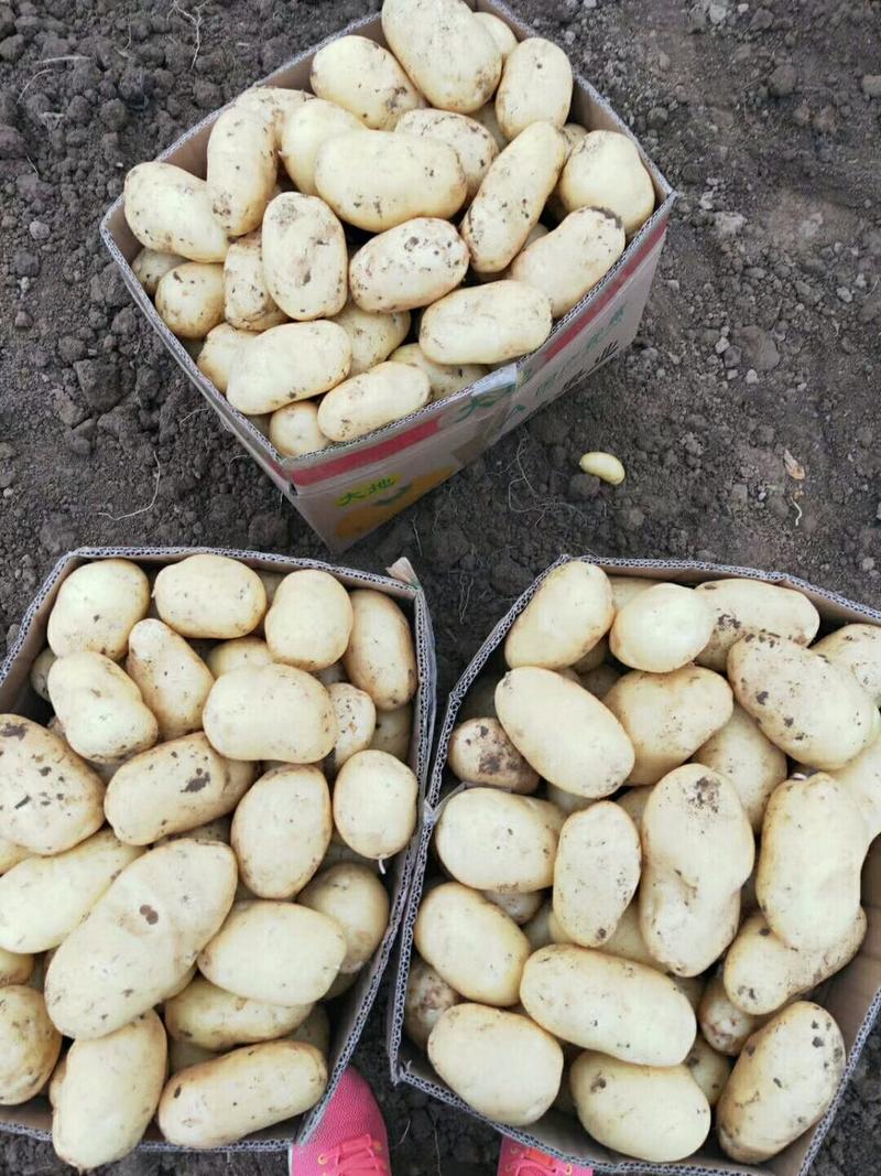 沃土五号黄心土豆，大量供应，产地直销，量大从优