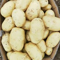 沃土五号黄心土豆，大量供应，产地直销，量大从优