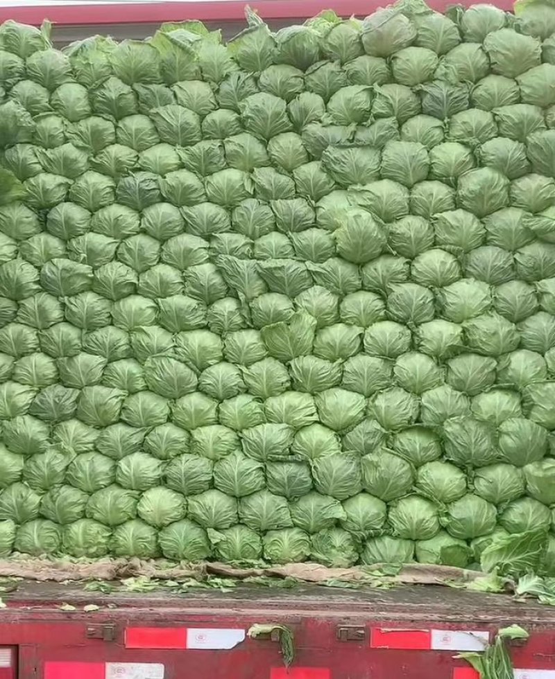 甘蓝圆包菜大量有货