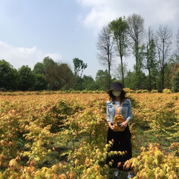 黄金枫基地价格，黄金枫西南地区货源