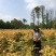 黄金枫基地价格，黄金枫西南地区货源