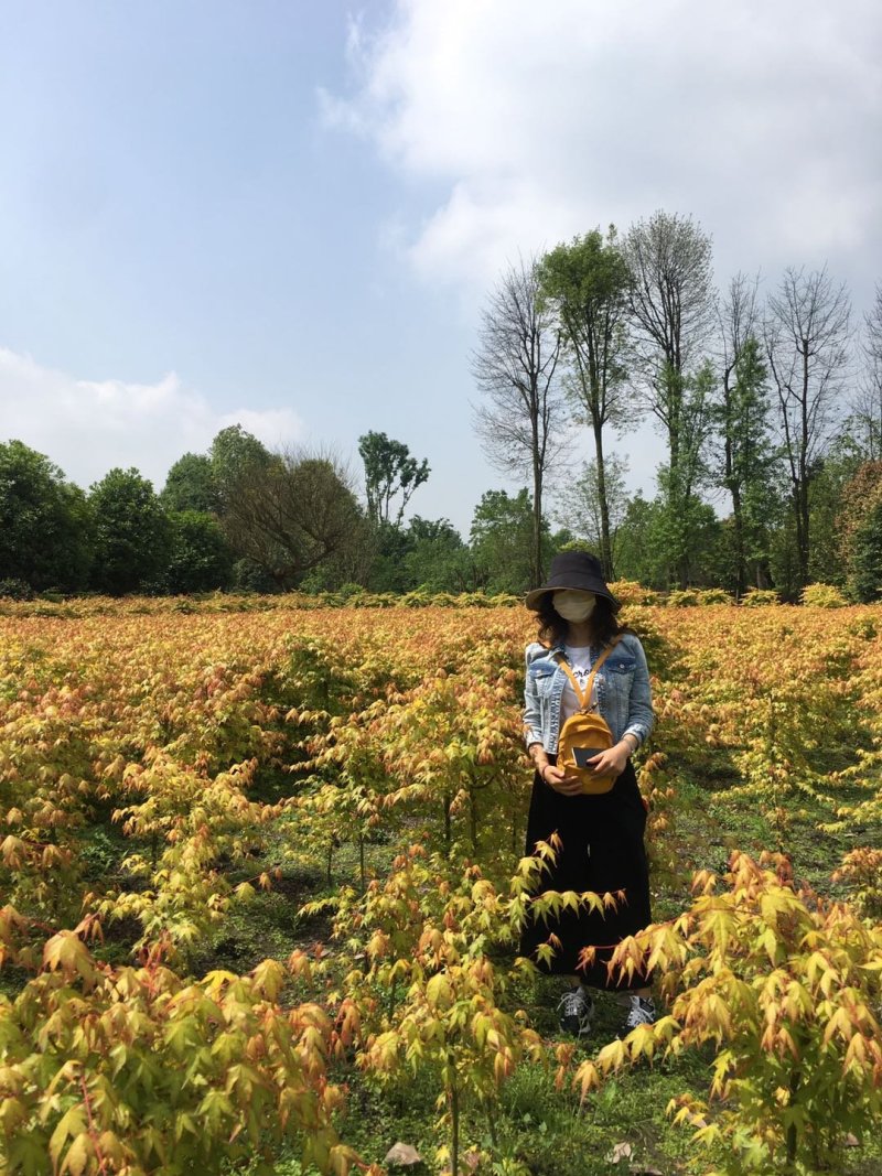 黄金枫基地价格，黄金枫西南地区货源