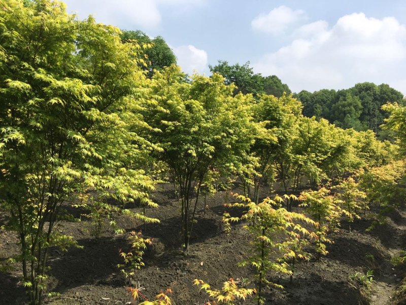 黄金枫基地价格，黄金枫西南地区货源
