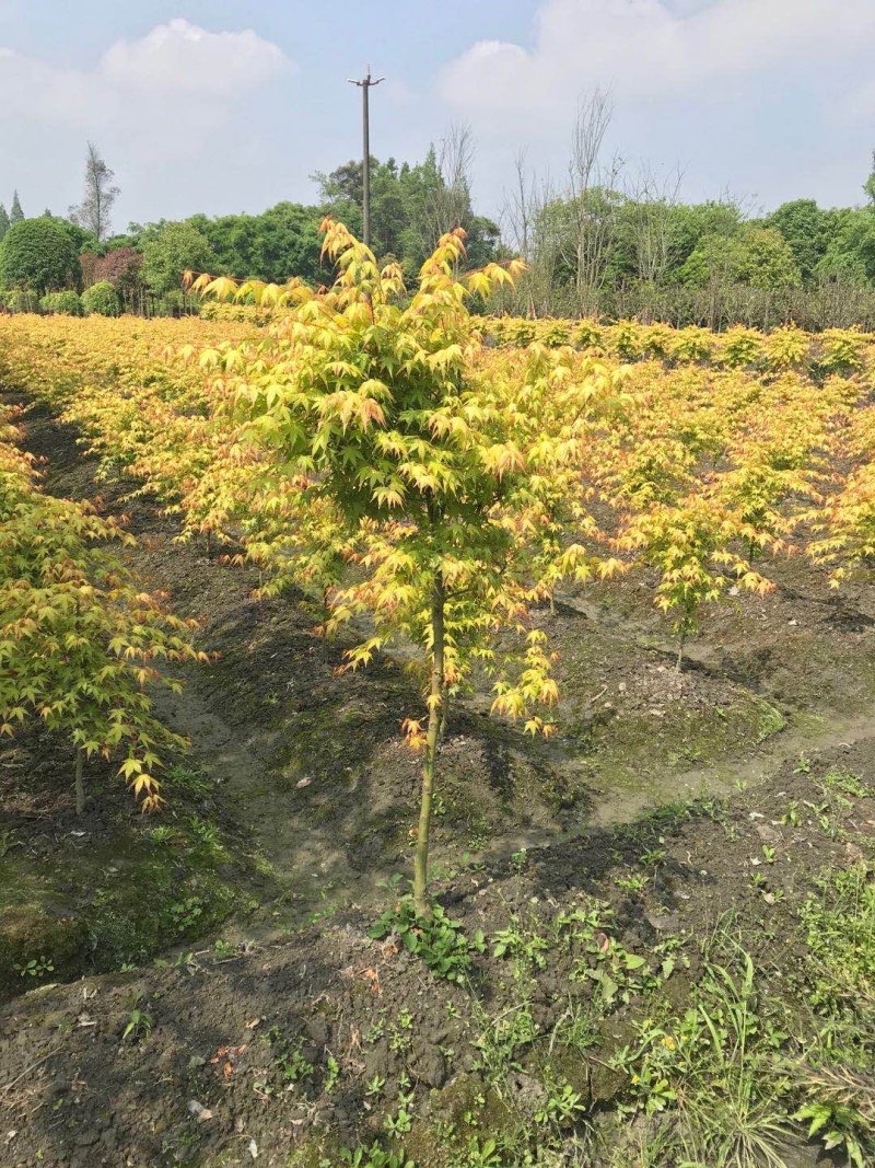 黄金枫基地价格，黄金枫西南地区货源