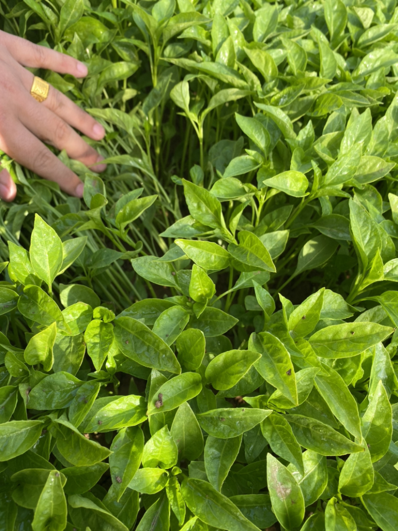 椒艳718，艳红168辣椒苗包活率98%