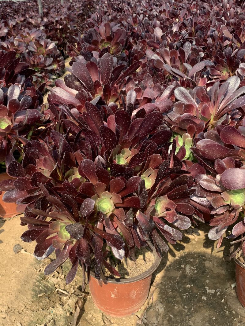 老桩多肉植物欧版紫羊绒尺寸大状态好！低价出货！！