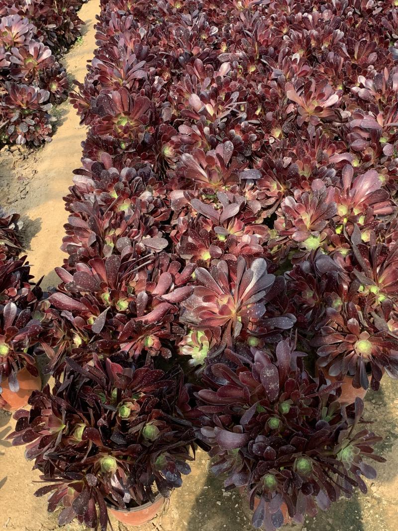 老桩多肉植物欧版紫羊绒尺寸大状态好！低价出货！！