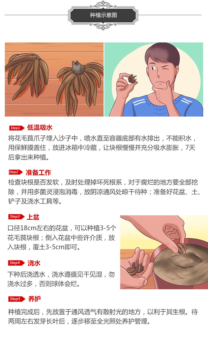 花毛茛种根洋牡丹花室内室外四季开花易种活花卉植物盆栽阳台