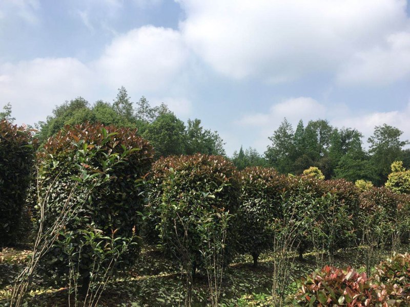柱型红叶石楠，红叶石楠价格