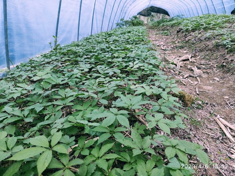 恩施竹节参统货大叶竹节参