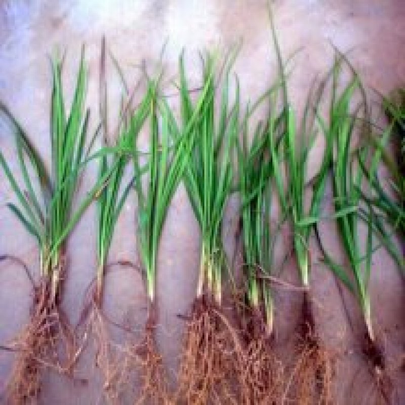 野生香蒲草水蜡烛毛蜡烛幼苗小量供应现挖现发
