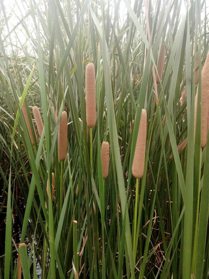野生香蒲草水蜡烛毛蜡烛幼苗小量供应现挖现发
