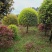 大量8到12桂花出售，桂花价格，四川桂花树价格