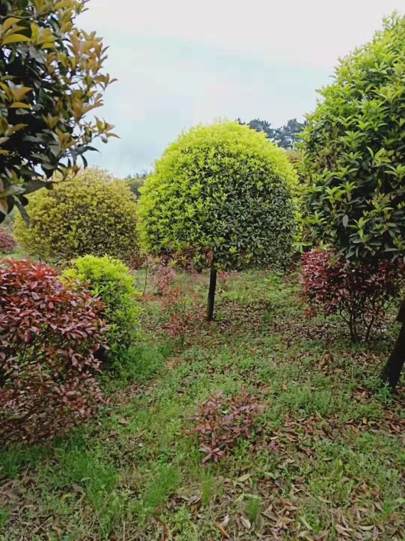 大量8到12桂花出售，桂花价格，四川桂花树价格