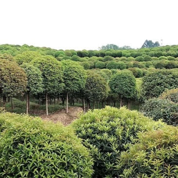 大量8到12桂花出售，桂花价格，四川桂花树价格