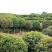 大量8到12桂花出售，桂花价格，四川桂花树价格