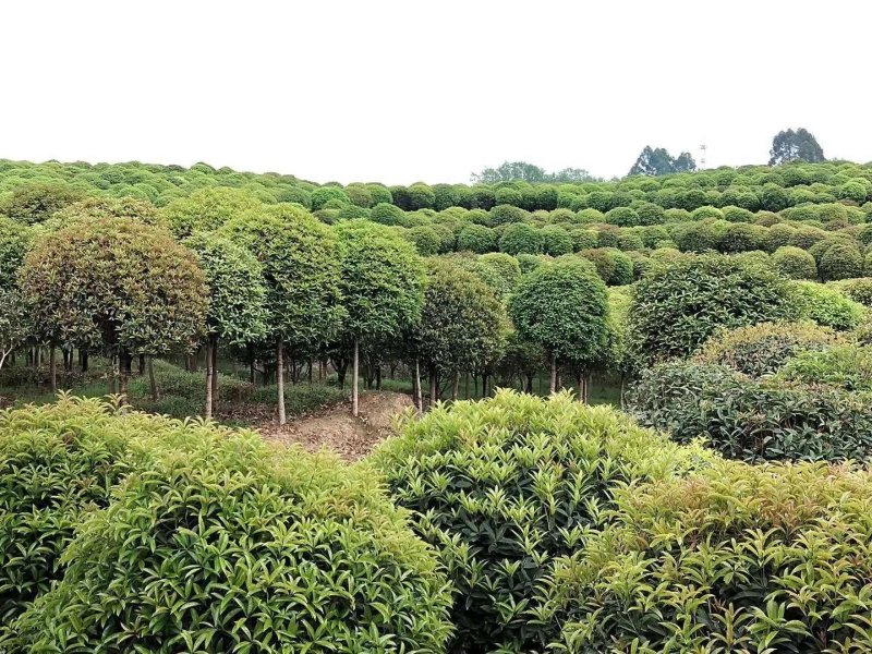 大量8到12桂花出售，桂花价格，四川桂花树价格