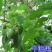 墨西哥牛油果树苗嫁接鳄梨苗庭院盆栽南方北方种植当年结牛油