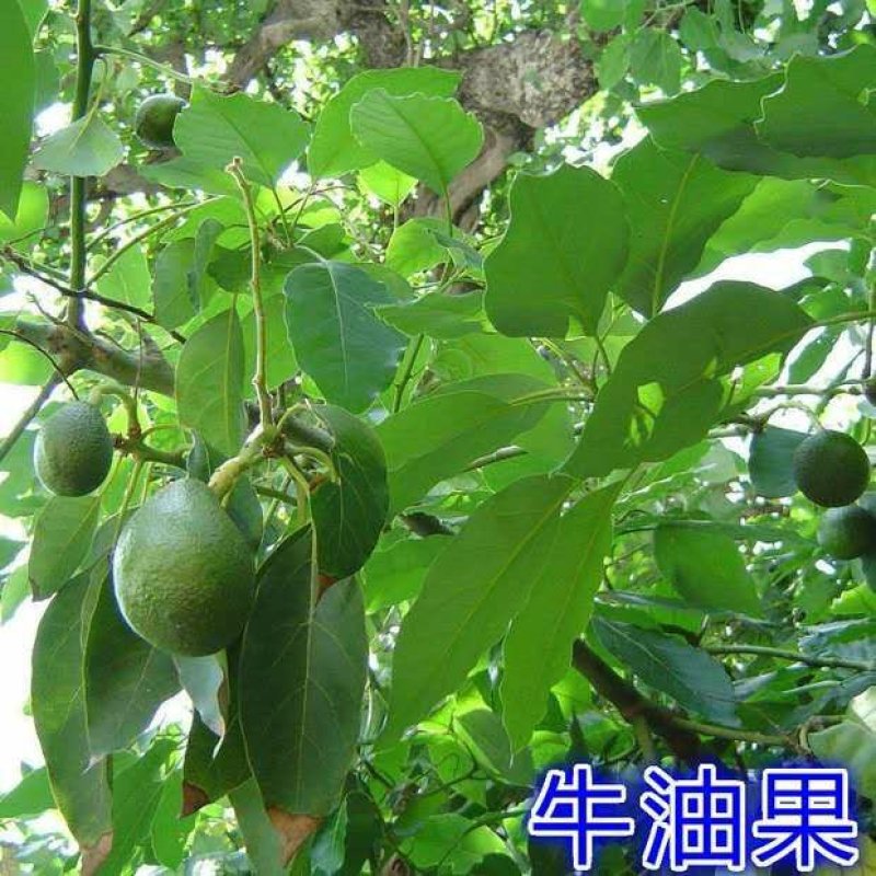 墨西哥牛油果树苗嫁接鳄梨苗庭院盆栽南方北方种植当年结牛油