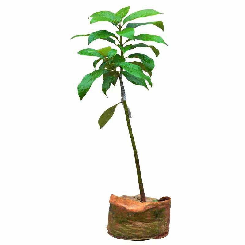 墨西哥牛油果树苗嫁接鳄梨苗庭院盆栽南方北方种植当年结牛油