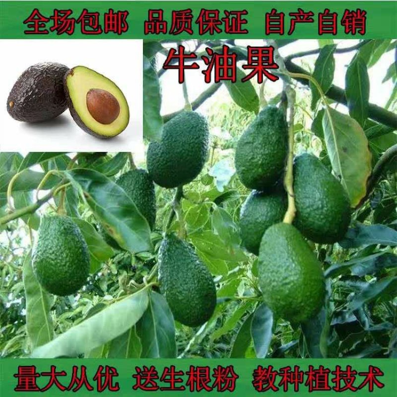墨西哥牛油果树苗嫁接鳄梨苗庭院盆栽南方北方种植当年结牛油
