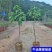 墨西哥牛油果树苗嫁接鳄梨苗庭院盆栽南方北方种植当年结牛油