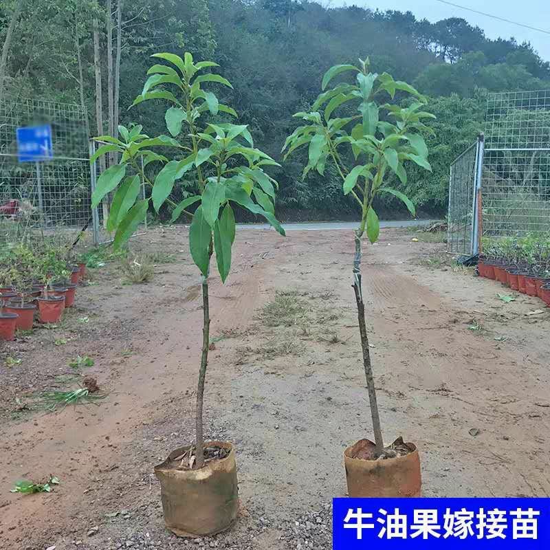 墨西哥牛油果树苗嫁接鳄梨苗庭院盆栽南方北方种植当年结牛油