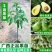 墨西哥牛油果树苗嫁接鳄梨苗庭院盆栽南方北方种植当年结牛油