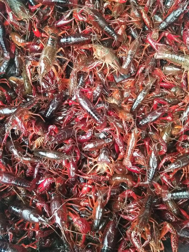 大型小龙虾养殖场，长年出售各种规格小龙虾，可提供养殖技术