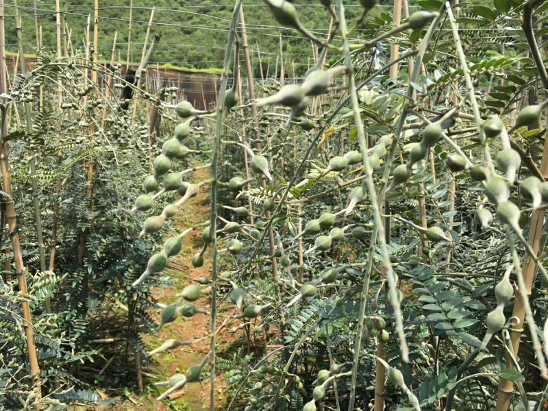 山豆根种子有需要的老板联系了解可以咨询