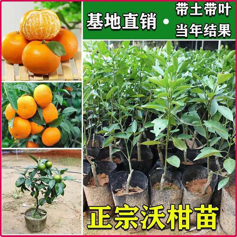 皇帝柑树苗广西正宗德庆贡柑苗皇帝柑苗嫁接肇庆贡柑果苗桔苗
