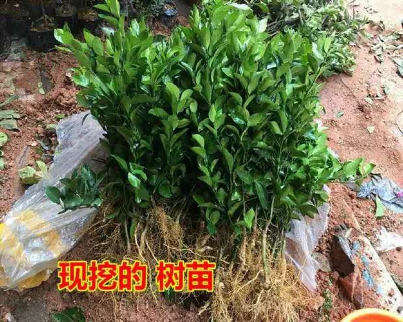 皇帝柑树苗广西正宗德庆贡柑苗皇帝柑苗嫁接肇庆贡柑果苗桔苗