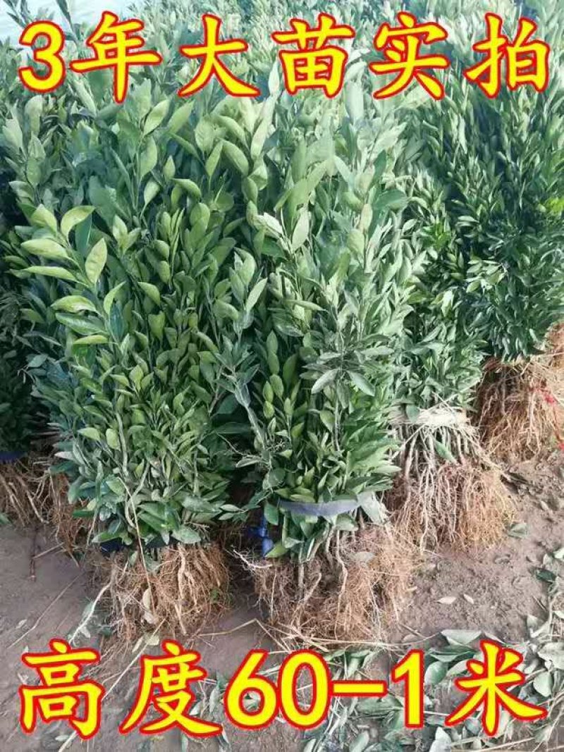 皇帝柑树苗广西正宗德庆贡柑苗皇帝柑苗嫁接肇庆贡柑果苗桔苗