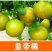 皇帝柑树苗广西正宗德庆贡柑苗皇帝柑苗嫁接肇庆贡柑果苗桔苗