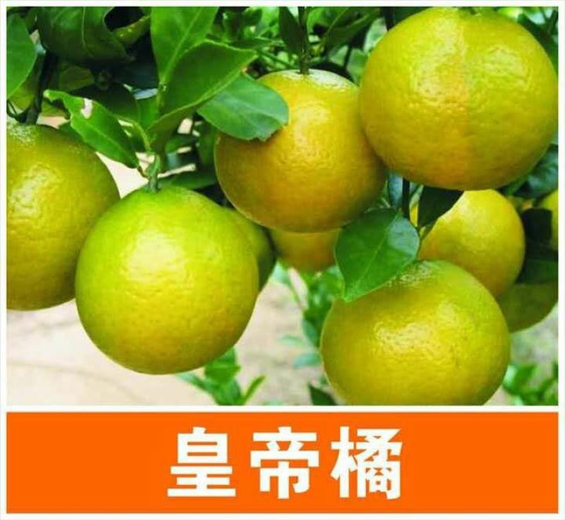 皇帝柑树苗广西正宗德庆贡柑苗皇帝柑苗嫁接肇庆贡柑果苗桔苗