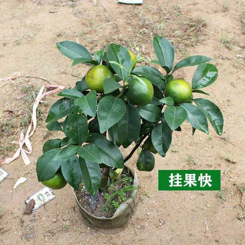 皇帝柑树苗广西正宗德庆贡柑苗皇帝柑苗嫁接肇庆贡柑果苗桔苗