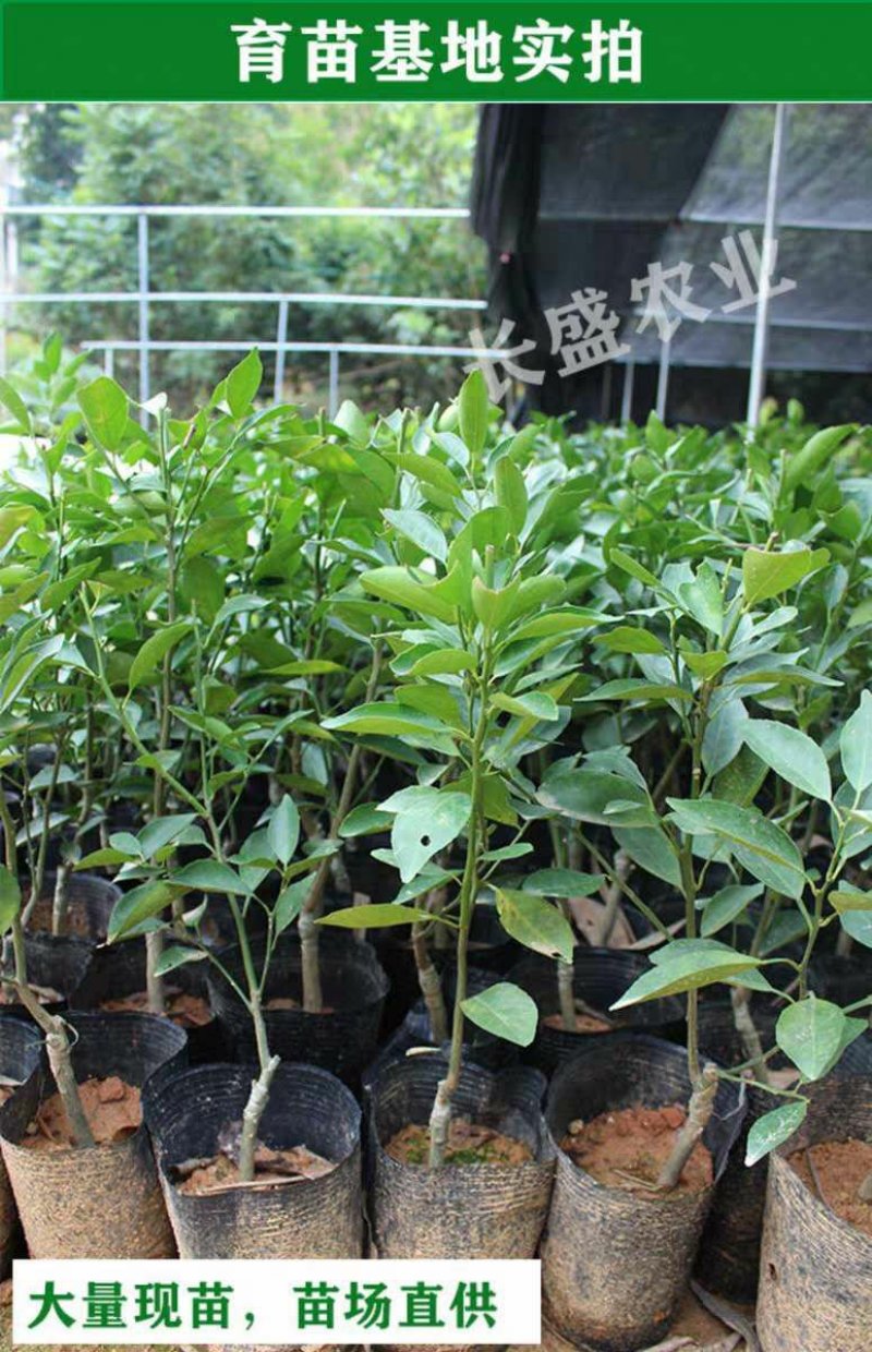 皇帝柑树苗广西正宗德庆贡柑苗皇帝柑苗嫁接肇庆贡柑果苗桔苗