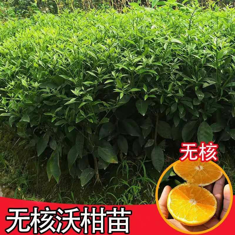 沃柑苗嫁接苗沙糖桔苗柑子苗柑桔苗柑橘苗果苗带果发货带叶带