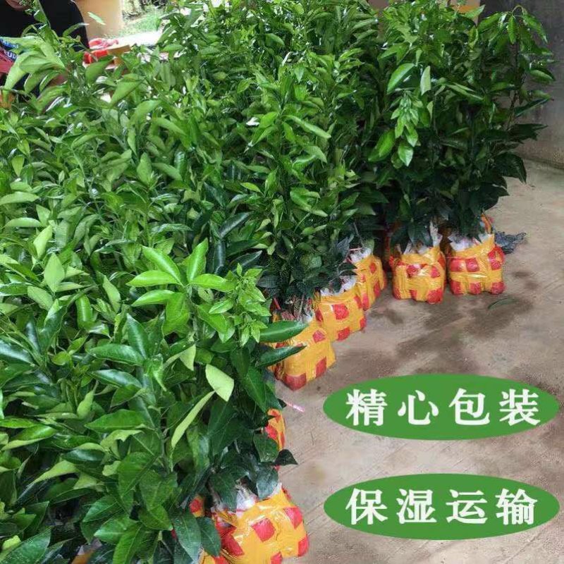 沃柑苗嫁接苗沙糖桔苗柑子苗柑桔苗柑橘苗果苗带果发货带叶带