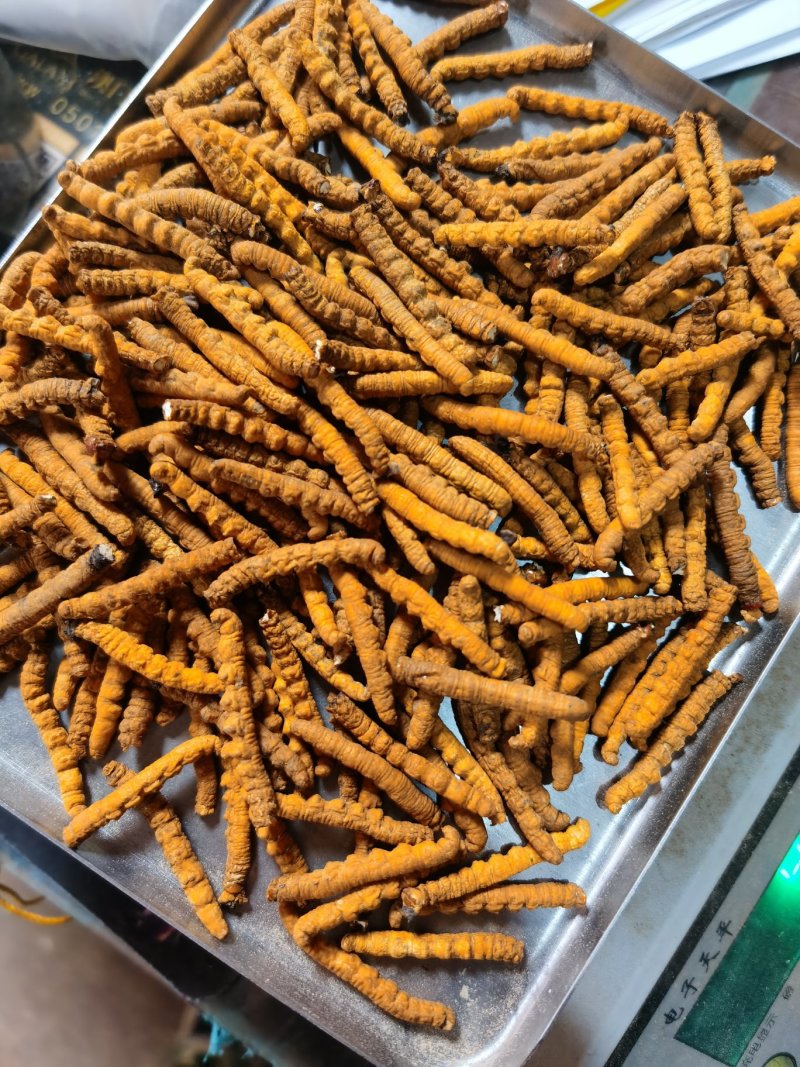 西藏那曲冬虫夏草全肉虫草断草精品精选青海高原虫草