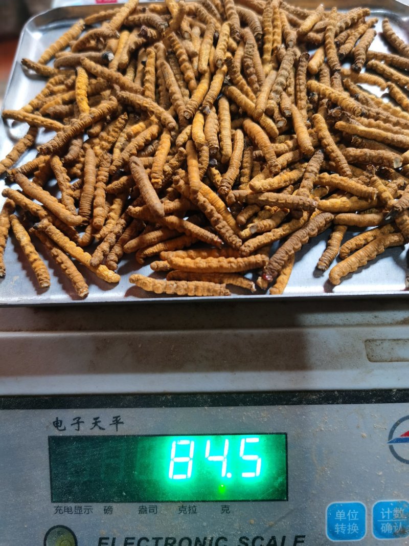 西藏那曲冬虫夏草全肉虫草断草精品精选青海高原虫草