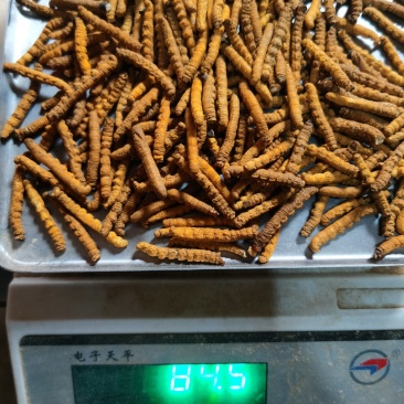 西藏那曲冬虫夏草全肉虫草断草精品精选青海高原虫草