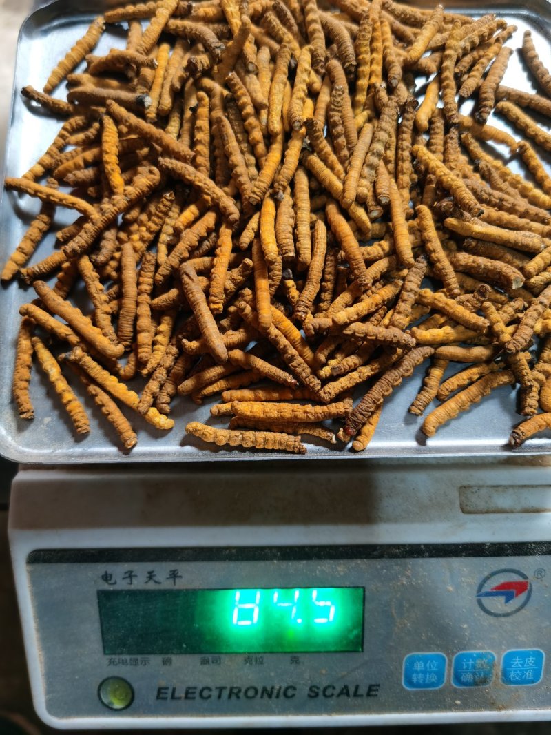 西藏那曲冬虫夏草全肉虫草断草精品精选青海高原虫草
