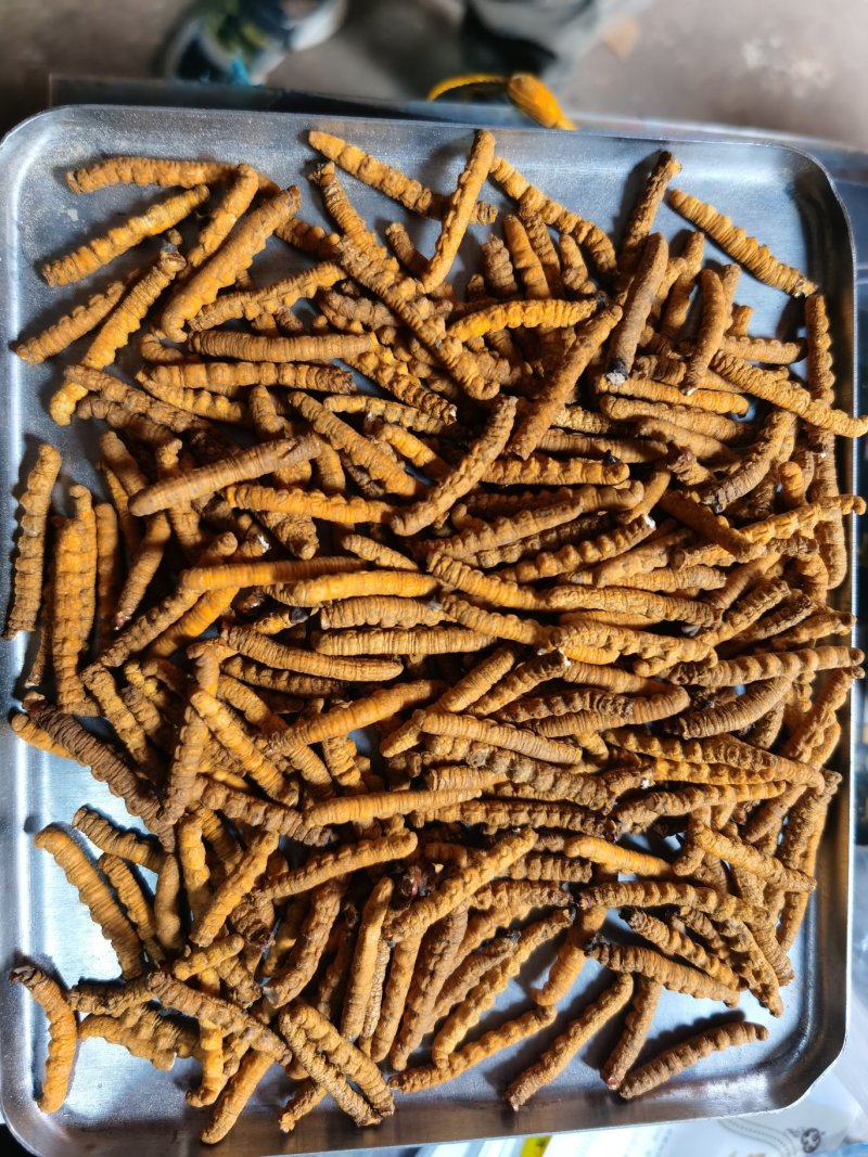 西藏那曲冬虫夏草全肉虫草断草精品精选青海高原虫草