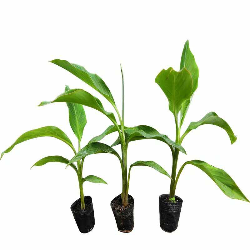 香蕉苗树苗包邮南北方威廉斯香蕉粉蕉矮化蕉红香蕉皇帝蕉中蕉