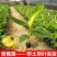香蕉苗树苗包邮南北方威廉斯香蕉粉蕉矮化蕉红香蕉皇帝蕉中蕉