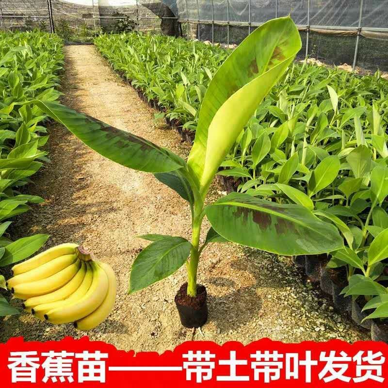 香蕉苗树苗包邮南北方威廉斯香蕉粉蕉矮化蕉红香蕉皇帝蕉中蕉