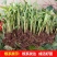 香蕉苗树苗包邮南北方威廉斯香蕉粉蕉矮化蕉红香蕉皇帝蕉中蕉