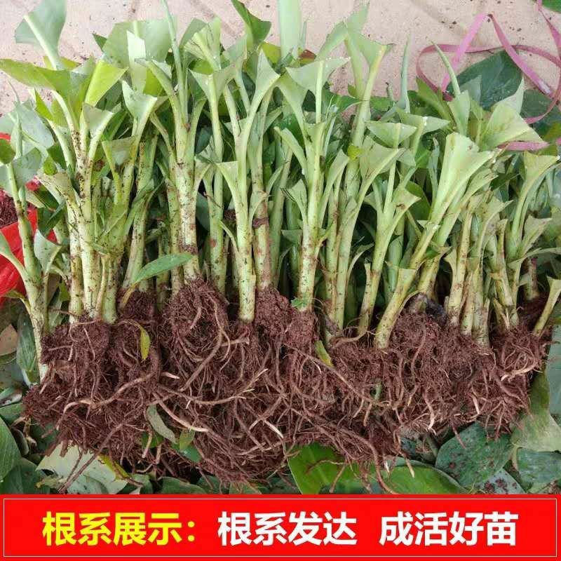 香蕉苗树苗包邮南北方威廉斯香蕉粉蕉矮化蕉红香蕉皇帝蕉中蕉