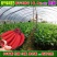 香蕉苗树苗包邮南北方威廉斯香蕉粉蕉矮化蕉红香蕉皇帝蕉中蕉